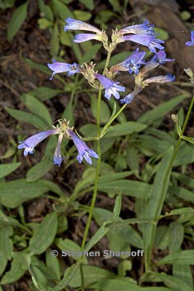 penstemon gracilentus 4 graphic